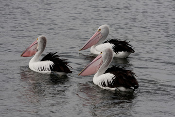 Gruppe Pelikane auf dem Meer