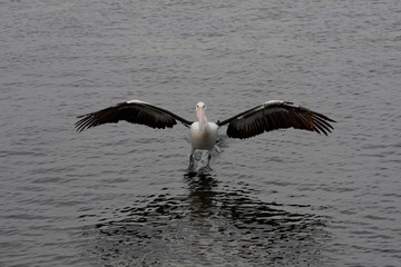 Pelikane