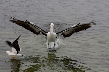 Pelikane