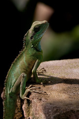 Echse auf einem Stein