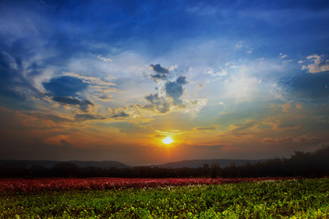 flower Cosmos sky under sunset