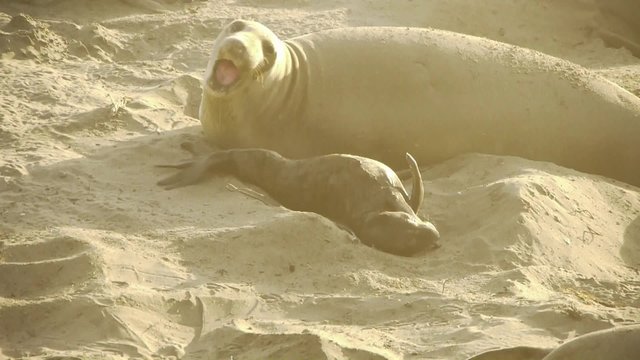 Colony of Elephant Seals in Central California