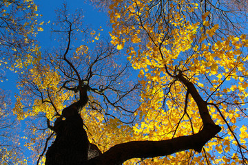 Fototapeta na wymiar Colourful autumn tree against blue sky