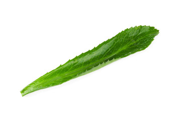 long coriander leaves on white background