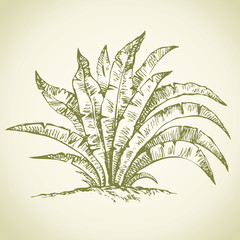 Tropical bush. Vector drawing