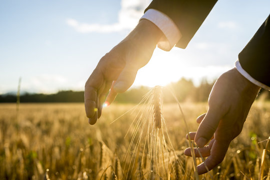 Businessman holding his hands around an ear of wheat