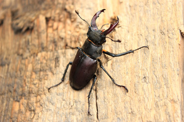 Stag Beetle