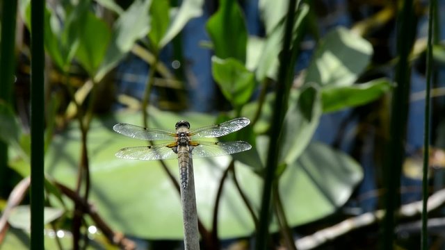 libellula 6