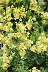 Yellow Primula Vulgaris spring flower in shady corner. Wild garden.