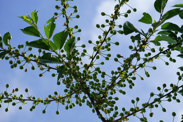 Unreife Kirschen / Zweig eines Kirschbaumes mit unreifen Kirschen.