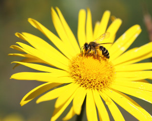 yellow daisy and a bee on it