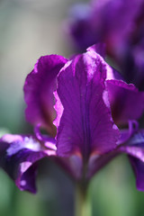 purple iris