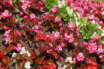Bégonias nains multicolor