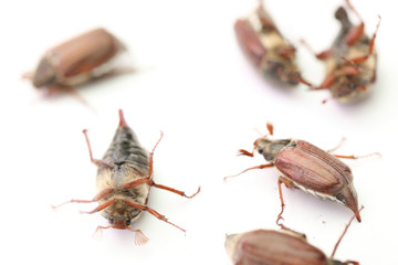 chafer