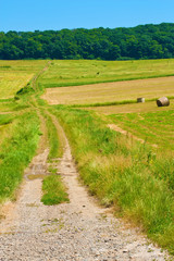 Obraz premium Dirt road to the woods