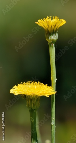 "fiori gialli" Immagini e Fotografie Royalty Free su ...