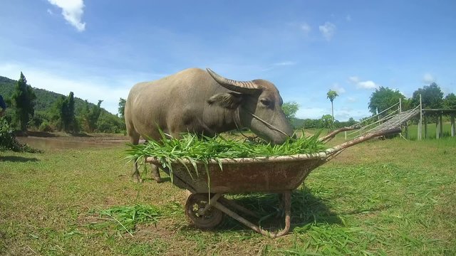 Water buffalo&nbsp;or&nbsp;domestic Asian water buffalo&nbsp;(Bubalus bubalis) 
