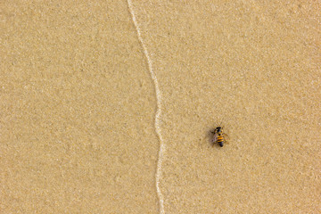 Abelha na praia