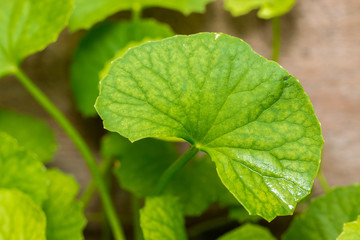 gotu kola
