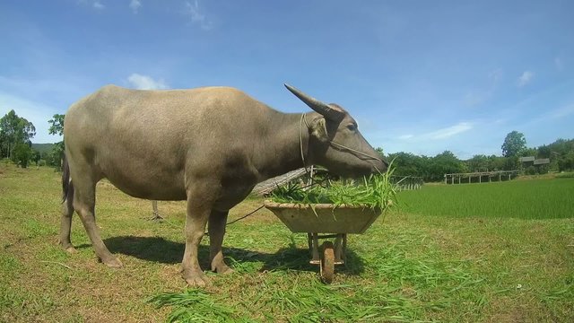 Water buffalo&nbsp;or&nbsp;domestic Asian water buffalo&nbsp;(Bubalus bubalis)  