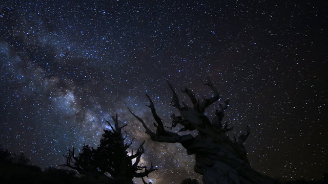  Astrophotography time lapse footage with pan left motion of milky way galaxy rising over the oldest living trees at dawn in Ancient Bristlecone Pine Forest in White Mountain, California