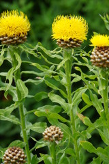 Gelbe Flockenblume – Centaurea macrocephala