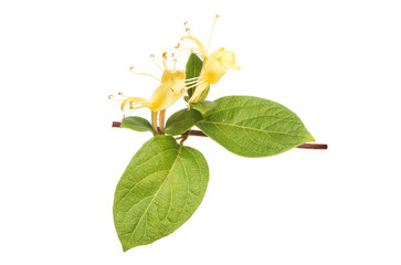 Honeysuckle