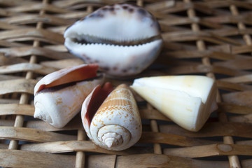 Shells