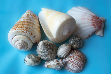 Shells