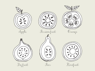 Sketched summer fruits for creative logo design