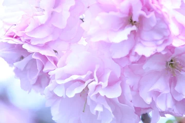 Tableaux ronds sur aluminium brossé Fleur de cerisier 八重桜