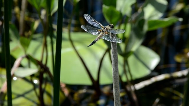 libellula d