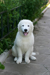 White Sheepdog puppy Portrait with tongue hanging out