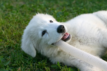 White Sheepdog puppy playing