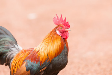 Red jungle fowl
