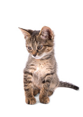 gray tabby kitten looking down on white background