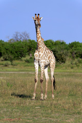 Giraffenbulle