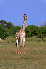 Giraffenbulle
