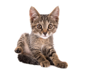 Obraz premium gray tabby kitten raising his hind leg looks into the camera on