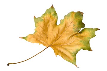 Autumnal leaves on white background. Macro closeup.