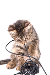 gray tabby kitten chews on the charger cable on white background