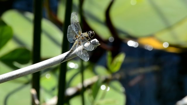 libellula 10