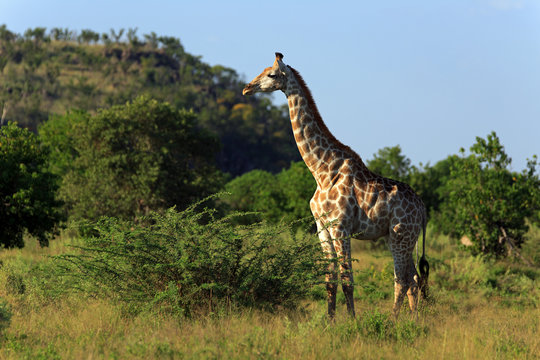 Giraffenbulle