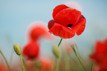 Naklejka premium Bright summer field of red poppies
