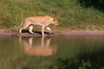 Löwin