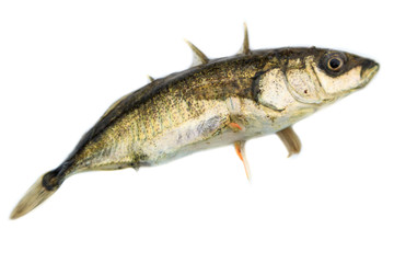 Gasterosteus aculeatus, Three-spined stickleback