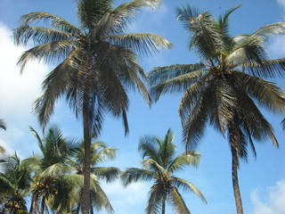 Obraz premium Palm Trees