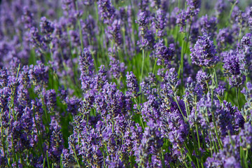 Naklejka premium Lavender blooming