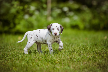 adorable dalmatian puppy with brown spots - obrazy, fototapety, plakaty
