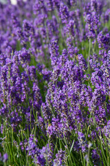 Lavender blooming